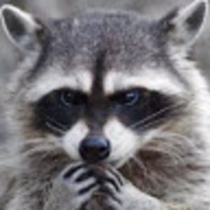 Meet your Posher, Mason